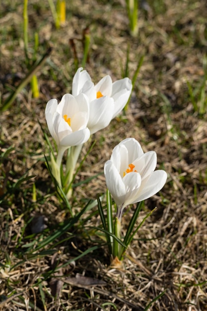 Um grupo de flores brancas de açafrão está em um campo.