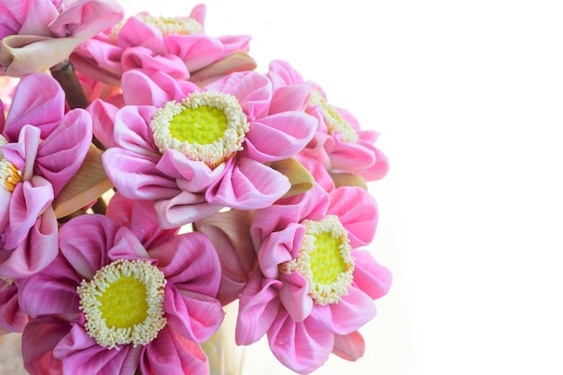 Um grupo de flores de lótus rosa dobradas em flores decorativas e religiosas.