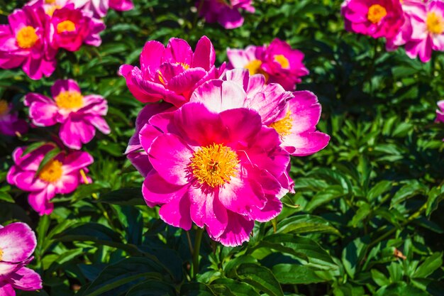 Um grupo de flores Paeonia rosa amarelo na grama.