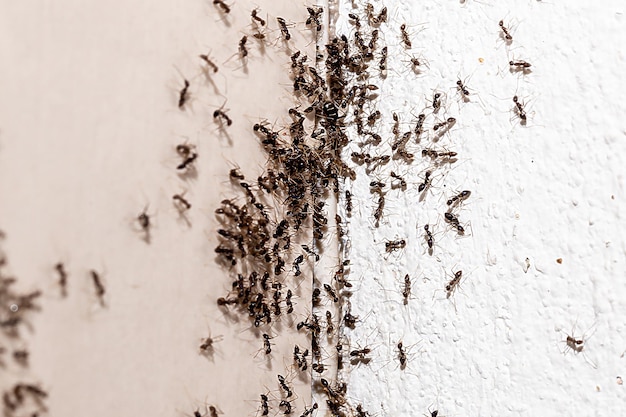 Foto um grupo de formigas está reunido em uma parede branca.