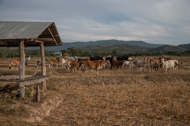 Um grupo de gado no campo de arroz seco, província de Nan, Tailândia