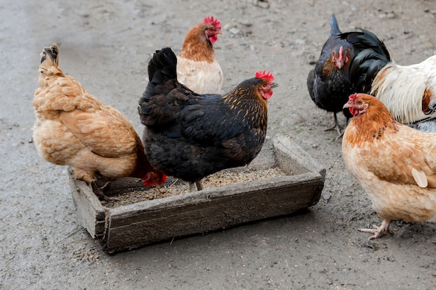 Um grupo de galinhas ao ar livre comendo fora em uma fazenda