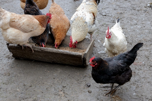 Um grupo de galinhas ao ar livre comendo fora em uma fazenda.