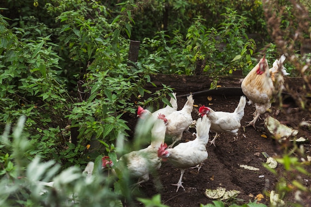 Um grupo de galinhas em uma horta
