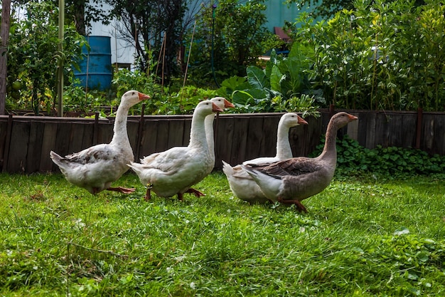 Um grupo de gansos e patos a cacarejar na pequena lagoa num dia ensolarado de verão. Aves de caça e de criação.