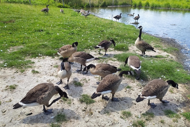 um grupo de gansos está parado na grama perto de um lago.