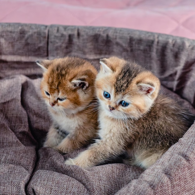 Um grupo de gatinhos da raça britânica em uma cama de gato