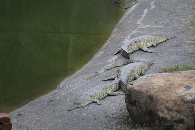 Um grupo de gharials descansa em uma rocha em uma lagoa