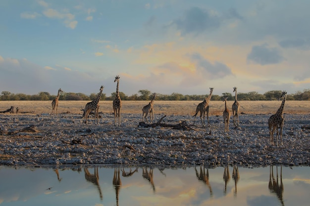 Um grupo de girafas chegou a um bebedouro em um parque nacional de Etosha na Namíbia