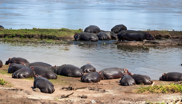um grupo de hipopótamos na praia