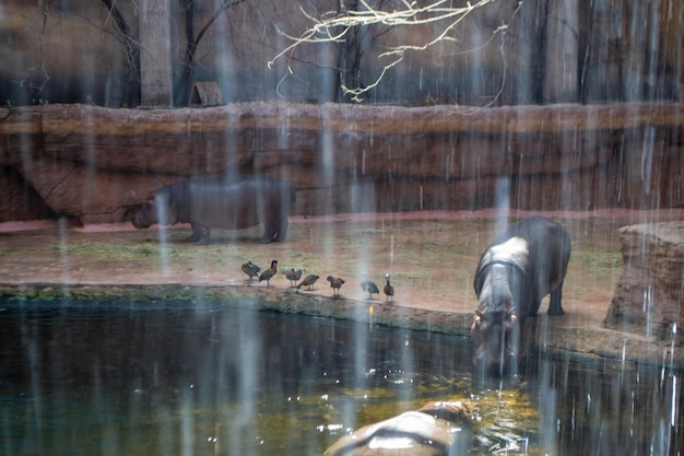 Um grupo de Hippopotamus amphibius ou hipopótamo comum no sul de Luangwa. foto de alta qualidade