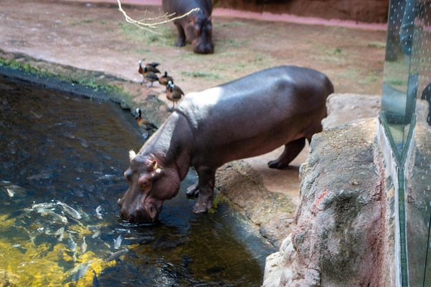 Um grupo de Hippopotamus amphibius ou hipopótamo comum no sul de Luangwa. foto de alta qualidade