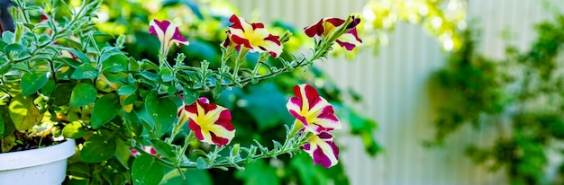 Um grupo de lindas petúnias listradas de vermelho e amarelo fechadas no jardim de flores pendurado na cesta no