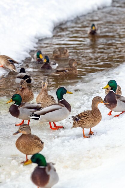 Um grupo de mallards fêmeas e machos na neve perto de um rio congelado em um parque no inverno