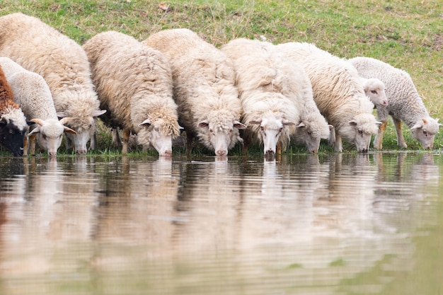 Um grupo de ovelhas bebe água de um lago.