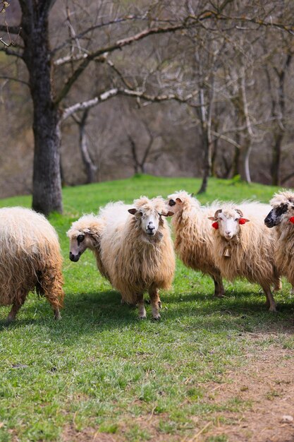 Um grupo de ovelhas está de pé em um campo