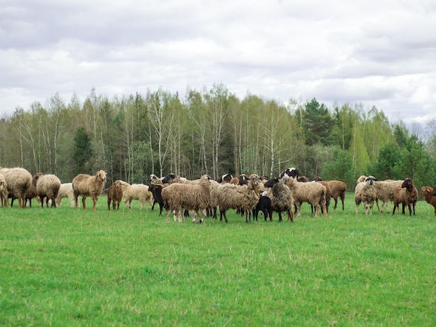 Um grupo de ovelhas pretas e brancas pastam em um conceito de pecuária e agricultura de prado verde