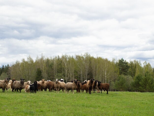 Um grupo de ovelhas pretas e brancas pastam em um conceito de pecuária e agricultura de prado verde