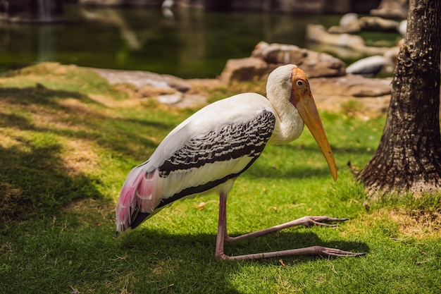 Um grupo de pássaros coloridos na lagoa