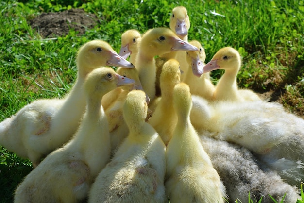 Um grupo de patos está reunido em um campo gramado.