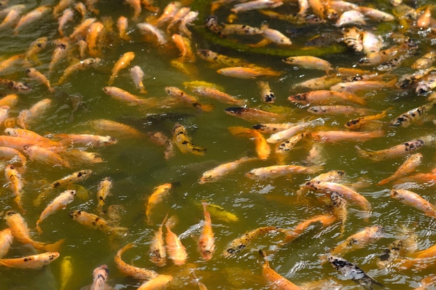 Um grupo de peixes em um lago com a palavra koi no fundo.