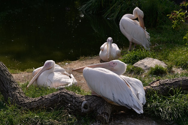 Um grupo de pelicano-branco (Pelecanus onocrotalus) descansando ao sol