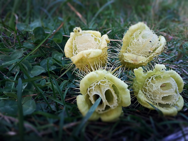 Um grupo de pepinos selvagensechinocystis lobata na grama