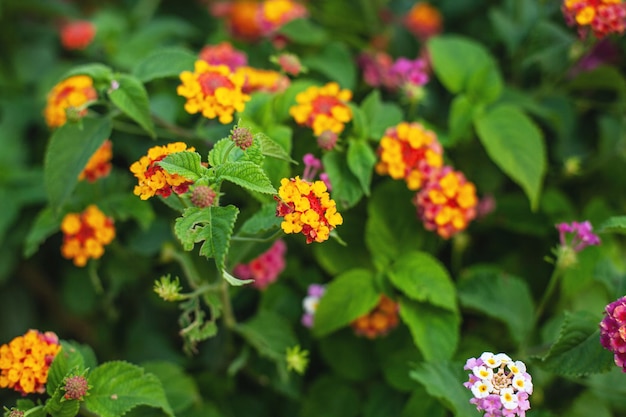 Um grupo de pequenas flores frágeis lantana camara