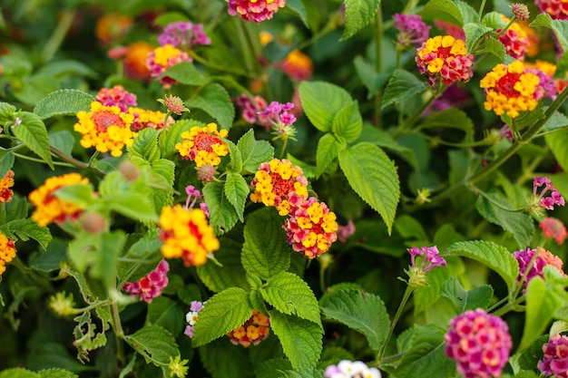 Um grupo de pequenas flores frágeis Lantana camara