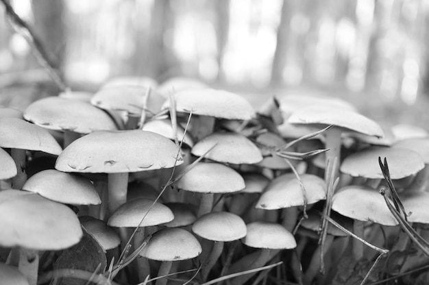 Um grupo de pequenos cogumelos de filigrana tomados em preto e branco no chão da floresta