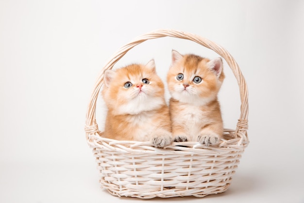 Um grupo de pequenos gatinhos fofos sentados em uma cesta em um fundo branco