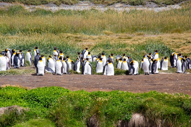 Um grupo de pinguins-rei fica em um campo Tierra del Fuego Argentina
