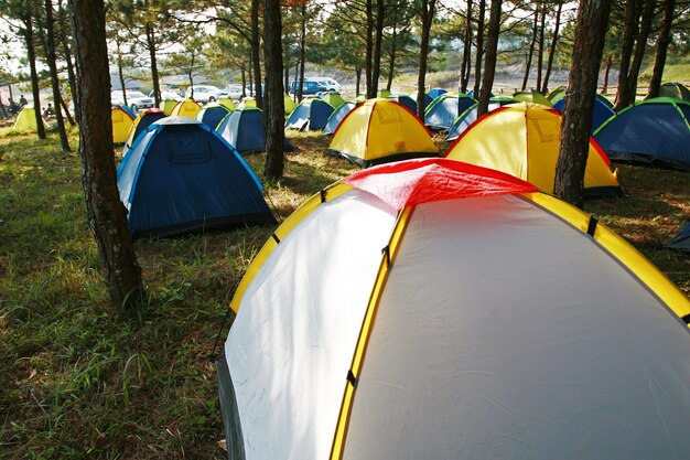 Um grupo de tendas na floresta de pinheiros