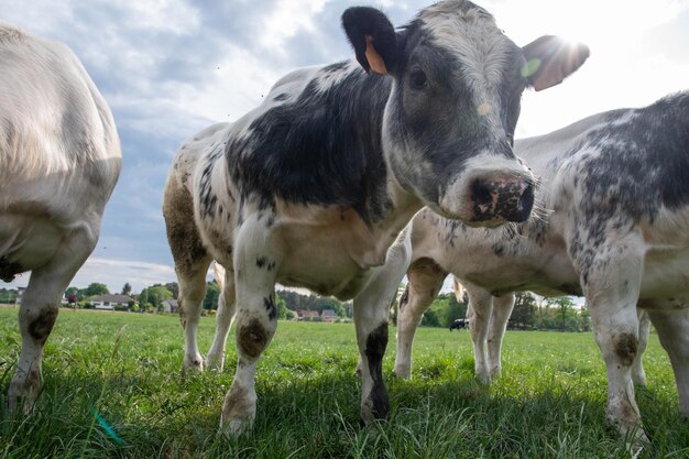 Foto um grupo de vacas pretas e brancas multicoloridas pastam em um corral na grama verde