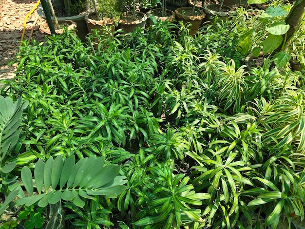 Foto um grupo de várias plantas, incluindo árvores, ervas e cobertura do solo em um jardim ao ar livre a vegetação verde exuberante cria uma atmosfera de selva em uma floresta ou jardim