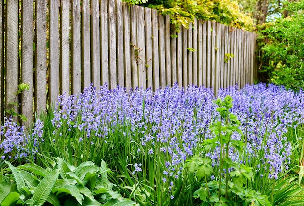 Um grupo vibrante de flores Bluebell crescendo em um jardim de quintal em um dia de verão Plantas roxas coloridas e brilhantes florescem durante a primavera ao ar livre na natureza Os detalhes da folhagem botânica em um quintal