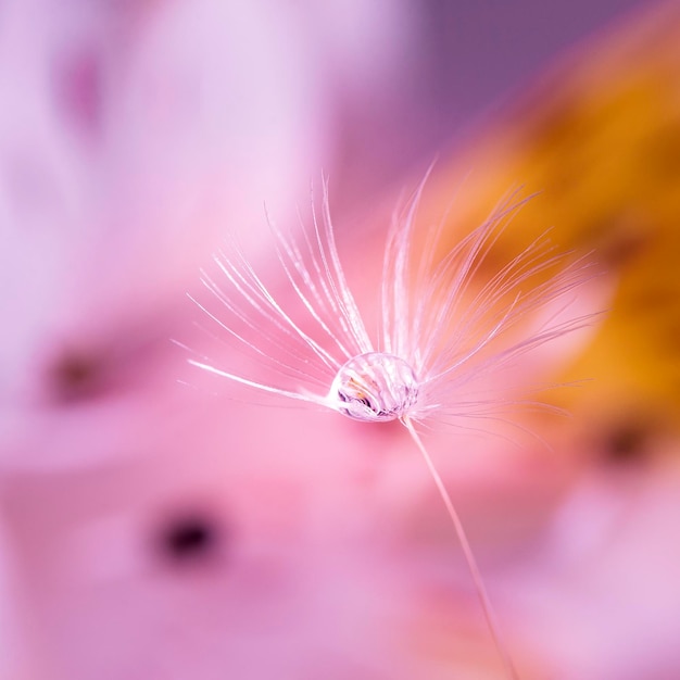 Foto um guarda-chuva de dente-de-leão iluminado por trás por luz suave cabelos finos nele como cílios