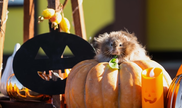Um hamster fofo e peludo engraçado senta em uma abóbora e mastiga uma folha em uma decoração de Halloween entre guirlandas, lanternas, velas, Festival da Colheita