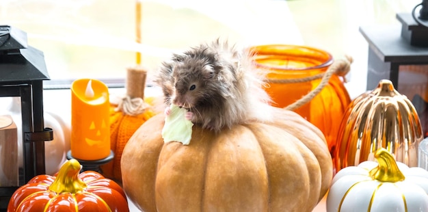 Um hamster fofo e peludo engraçado senta em uma abóbora e mastiga uma folha em uma decoração de Halloween entre guirlandas, lanternas, velas, Festival da Colheita