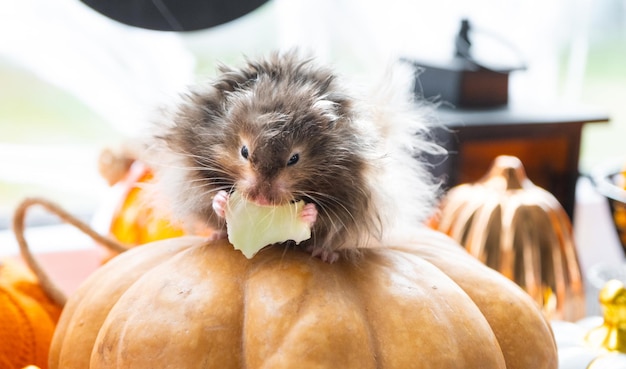 Um hamster fofo e peludo engraçado senta em uma abóbora e mastiga uma folha em uma decoração de Halloween entre guirlandas, lanternas, velas, Festival da Colheita