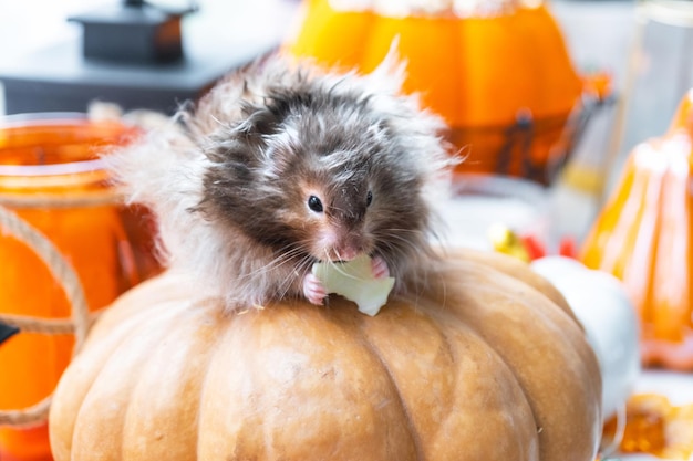 Um hamster fofo e peludo engraçado senta em uma abóbora e mastiga uma folha em uma decoração de Halloween entre guirlandas, lanternas, velas, Festival da Colheita