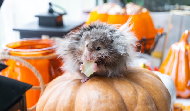 Um hamster fofo e peludo engraçado senta em uma abóbora e mastiga uma folha em uma decoração de Halloween entre guirlandas, lanternas, velas, Festival da Colheita