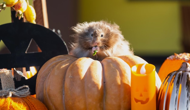Um hamster peludo e fofinho engraçado senta-se em uma abóbora e mastiga uma folha em uma decoração de Halloween entre guirlandas lanternas velas Festival da Colheita