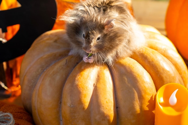 Um hamster peludo e fofinho engraçado senta-se em uma abóbora e mastiga uma folha em uma decoração de Halloween entre guirlandas lanternas velas Festival da Colheita