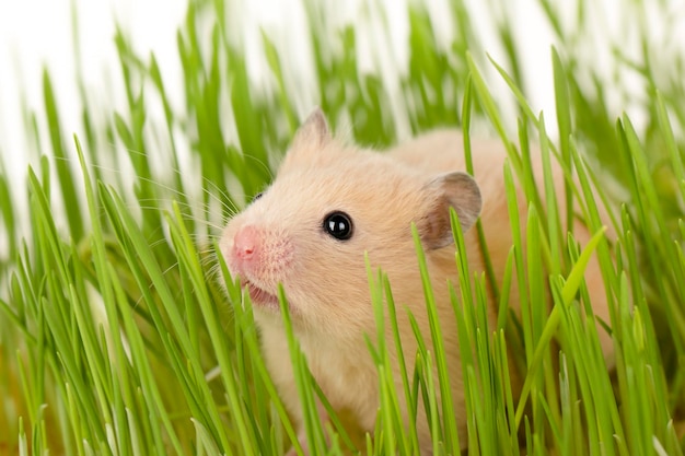 Um hamster senta-se na grama