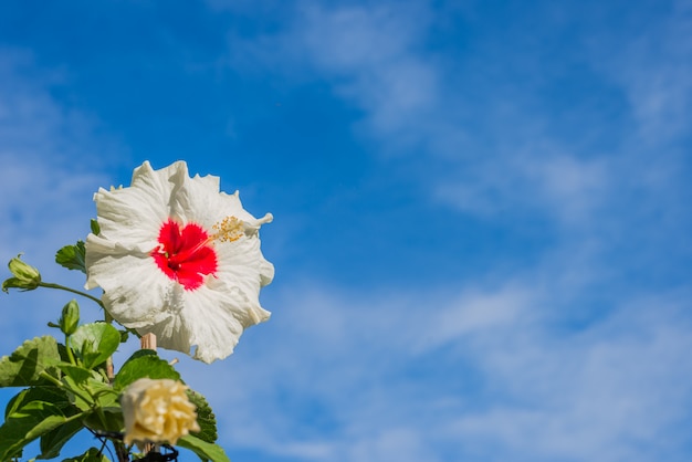 um hibisco branco e vermelho floresce com fundo de céu azul