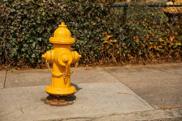 Um hidrante amarelo está na calçada ao lado de um arbusto.