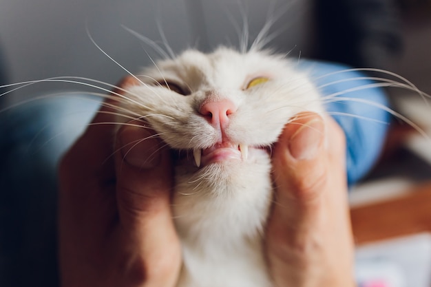 um homem abre a boca para um gato vermelho, verifica seus dentes, conceito veterinário.