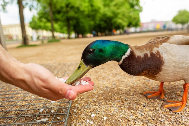 Um homem alimenta um pato de suas mãos em um parque da cidade o pato engraçado anima