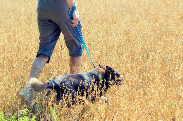 Um homem com o cachorro na coleira andando no campo de aveia no verão